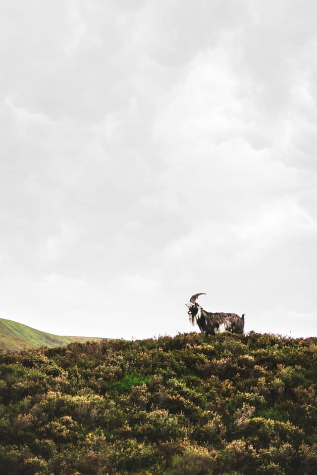 A mountain goat peers over a field of grass