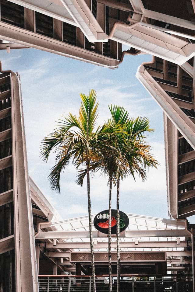 two palm trees are surrounded by many roofs